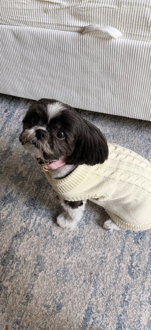 The dog in a cream sweater