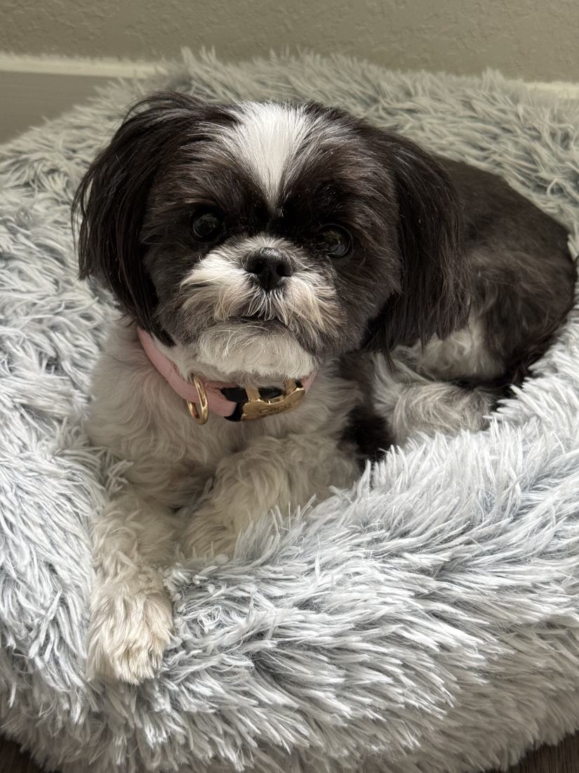 The dog resting on a fluffy bed
